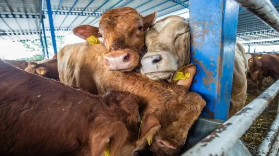 O Brasil vai às ruas para acabar com a infâmia do tráfico de animais vivos