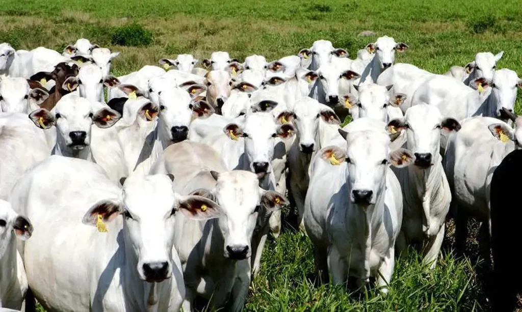 União Europeia confirma veto à carne brasileira e suspende importações a partir de setembro