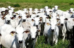 União Europeia confirma veto à carne brasileira e suspende importações a partir de setembro