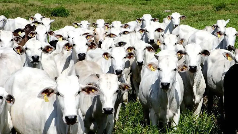 União Europeia confirma veto à carne brasileira e suspende importações a partir de setembro