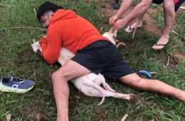Lutador usa técnicas de Muay Thai para conter ataque de pitbulls no MS