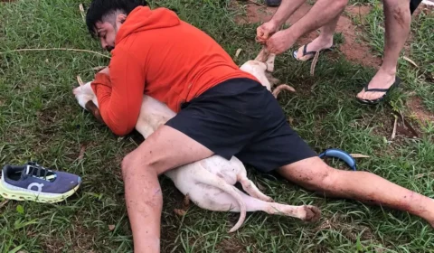 Lutador usa técnicas de Muay Thai para conter ataque de pitbulls no MS