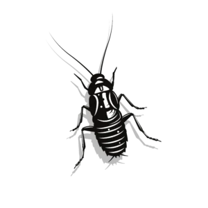 barata
