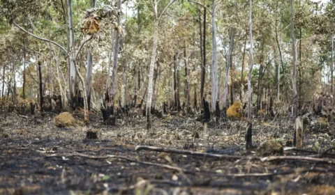 Desmatamento cresce 27% na amazônia no 1º semestre e cai 10% no cerrado