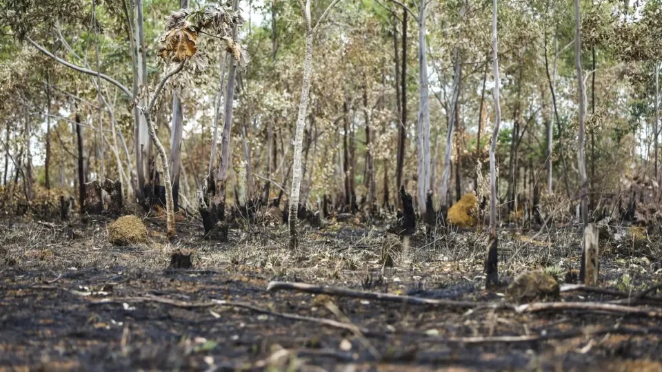 Desmatamento cresce 27% na amazônia no 1º semestre e cai 10% no cerrado