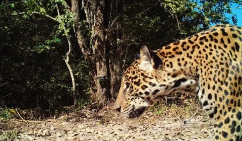 Onça-pintada é registrada no Rio de Janeiro pela 1ª vez em 5 décadas