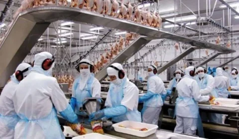 Frigoríficos do MS pausam produção de carne aos EUA após tarifa de Trump