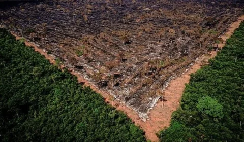 Grilagem na Amazônia: apenas 7% das decisões judiciais resultam em condenações