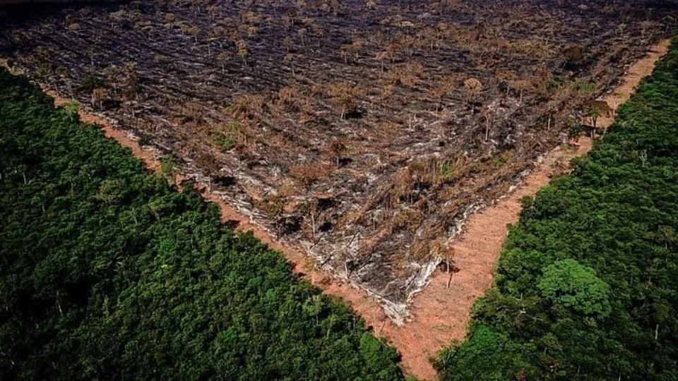 Grilagem na Amazônia: apenas 7% das decisões judiciais resultam em condenações