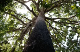 Sementes plantadas em Belém e Joanesburgo: a transição justa sobreviverá ao G20 de Trump?