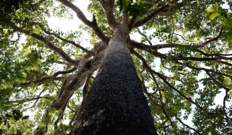 Brasil leva para COP30 proposta de fundo bilionário para financiar proteção às florestas