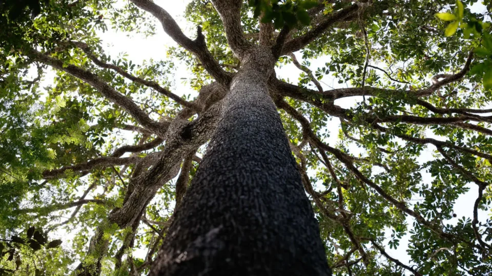 Sementes plantadas em Belém e Joanesburgo: a transição justa sobreviverá ao G20 de Trump?