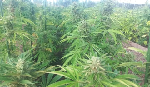União tem até 29 de setembro para apresentar regras de cultivo da Cannabis no país