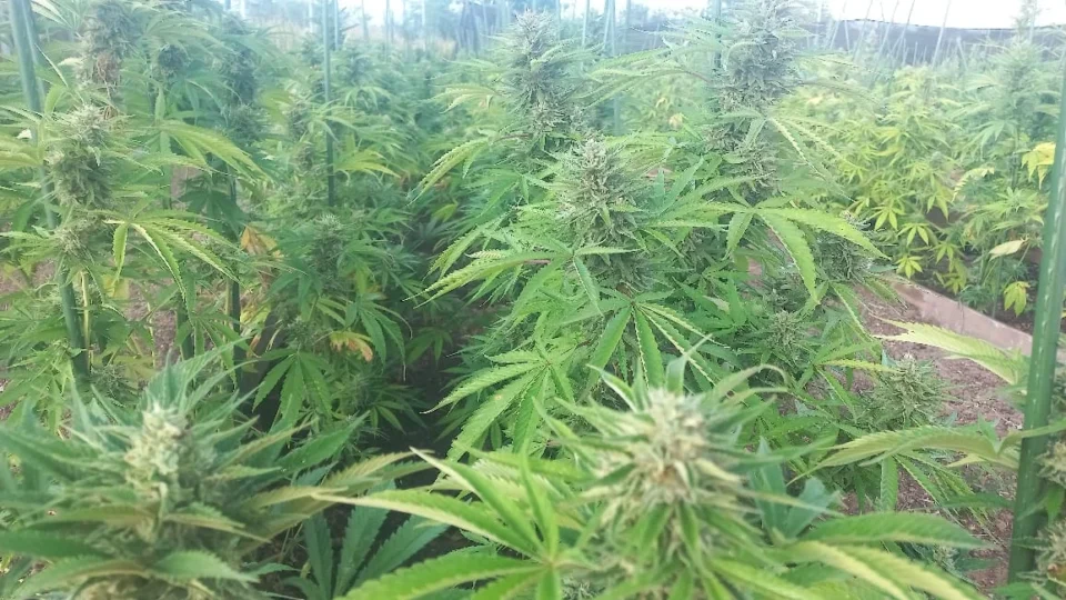 União tem até 29 de setembro para apresentar regras de cultivo da Cannabis no país