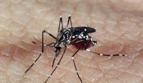 Nova arma contra a dengue pode estar em uma abelha brasileira, diz estudo