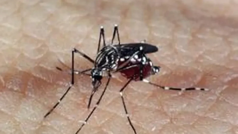 Nova arma contra a dengue pode estar em uma abelha brasileira, diz estudo