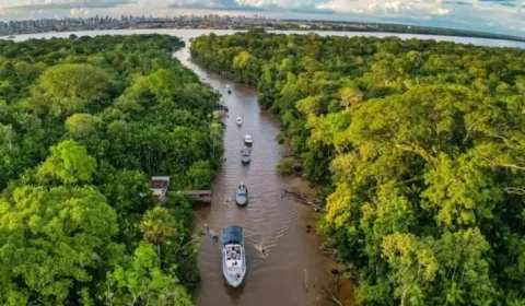 Floresta cai, temperatura sobe: desmatamento tropical causa 28 mil mortes anuais por calor