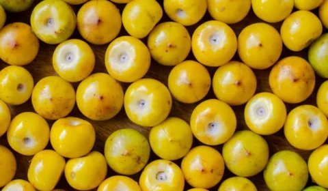 Murici: a fruta com mais proteína que a banana e mais vitamina C que a tangerina