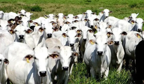 Brasil bane antibióticos para engorda animal que podem gerar resistência bacteriana