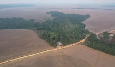 Com avanço do agro, Brasil perdeu área do tamanho da Bolívia de vegetação nativa