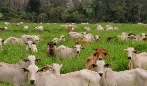Puxadas pelo agro, emissões de gases de efeito estufa sobem 6% no Brasil