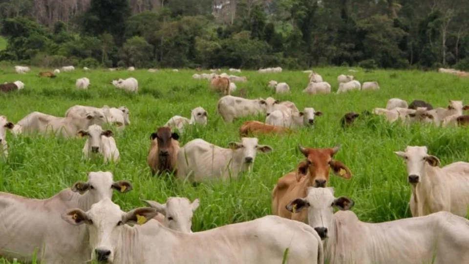 Puxadas pelo agro, emissões de gases de efeito estufa sobem 6% no Brasil