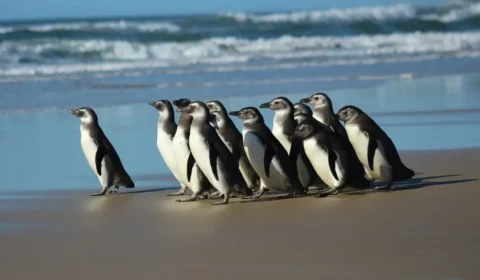 Número de pinguins achados mortos no litoral de SP chega a 880 em 12 dias