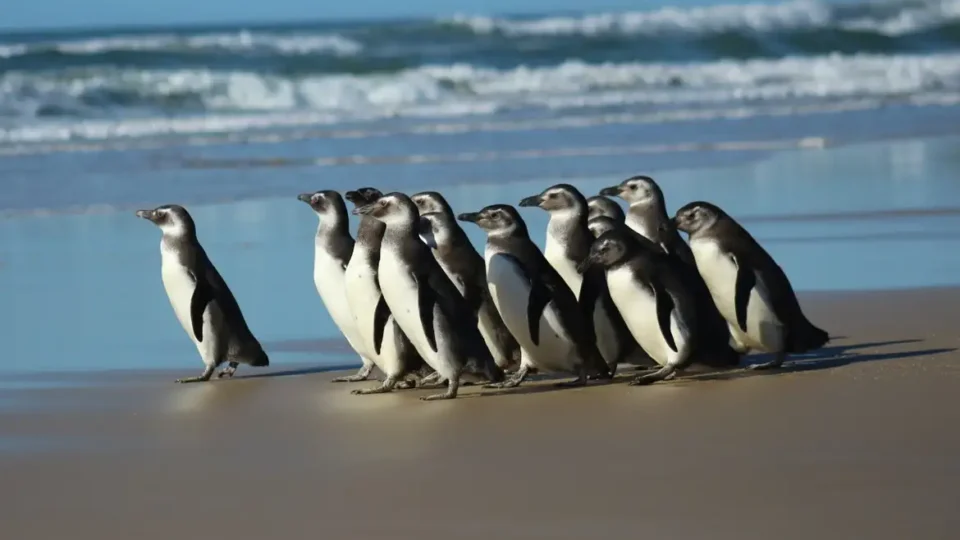 Número de pinguins achados mortos no litoral de SP chega a 880 em 12 dias