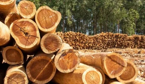 Madeireira é condenada a pagar R$ 22,8 milhões por desmatar terra indígena no Pará