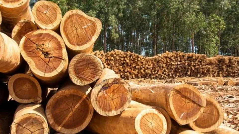 Madeireira é condenada a pagar R$ 22,8 milhões por desmatar terra indígena no Pará