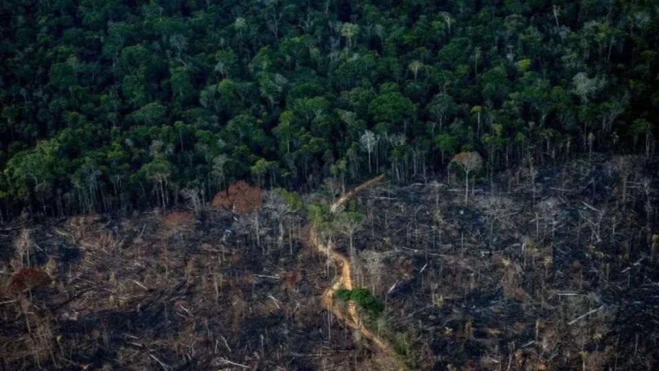 Desmatamento na Amazônia pode reduzir em mais de 70% as chuvas no Brasil