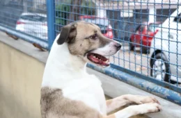 Polícia investiga suposta ‘eutanásia em massa’ de cães em Canoas (RS)
