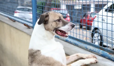 Polícia investiga suposta ‘eutanásia em massa’ de cães em Canoas (RS)
