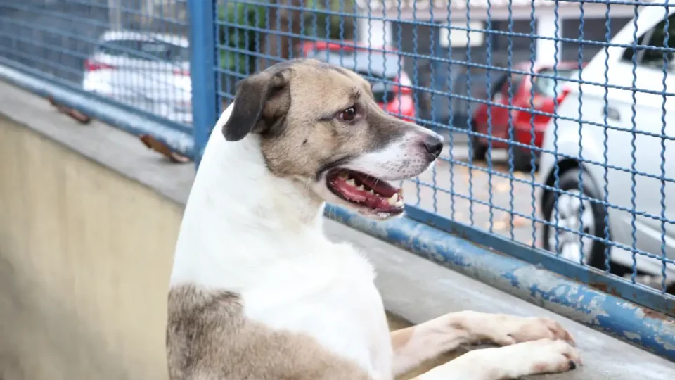 Polícia investiga suposta ‘eutanásia em massa’ de cães em Canoas (RS)