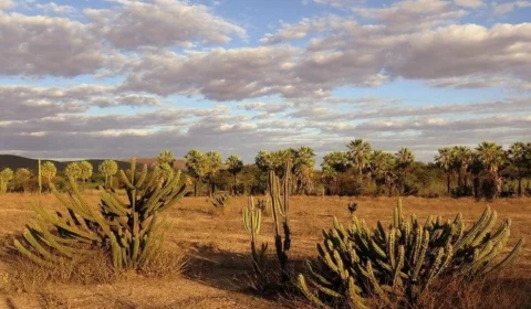 Caatinga é um dos biomas mais eficientes na captura de carbono