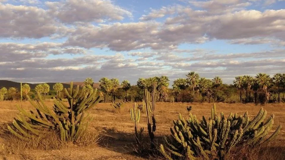 Caatinga é um dos biomas mais eficientes na captura de carbono