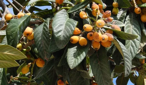 Conheça a fruta rica em antioxidantes que pode ajudar a manter a saúde do fígado