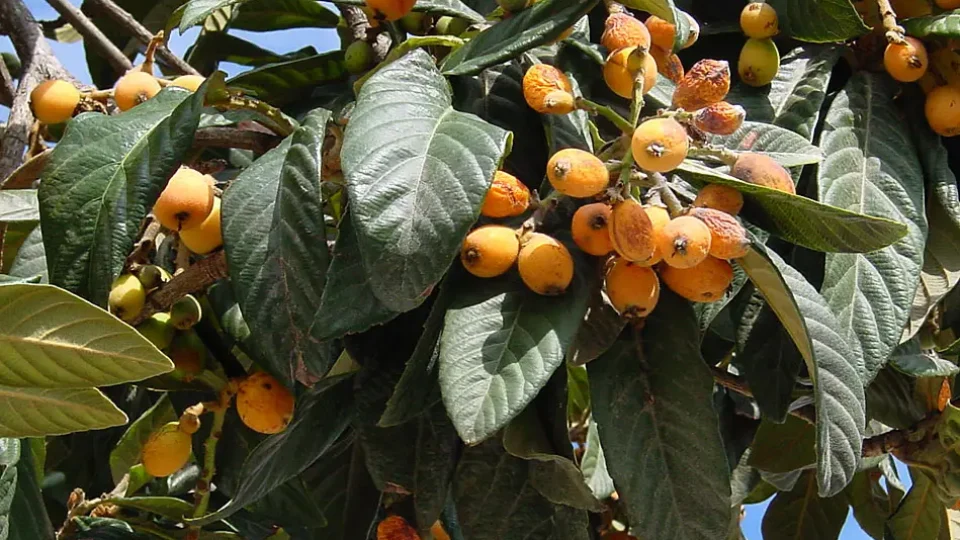Conheça a fruta rica em antioxidantes que pode ajudar a manter a saúde do fígado