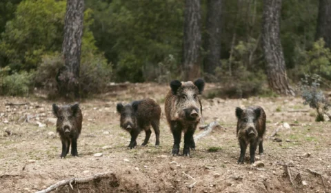 Ibama alerta e prepara população no ES contra ataques de onças e javalis