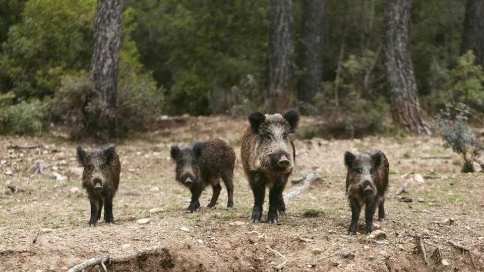 Ibama alerta e prepara população no ES contra ataques de onças e javalis