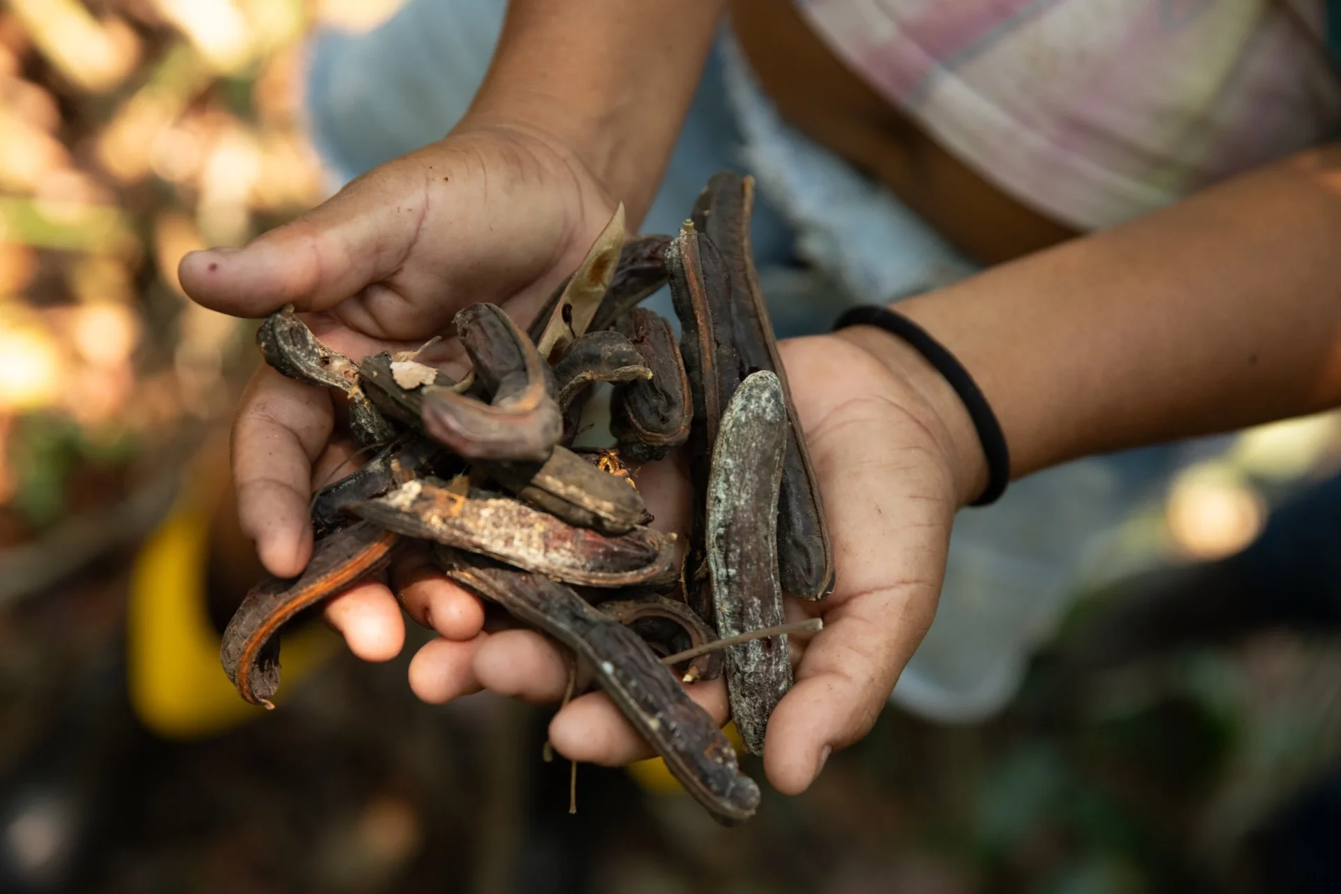 Vagens de angelim-saia (Parkia pendula), espécie de árvore encontrada em vários estados da região amazônica, conhecida por suas flores vermelhas e arredondadas (Imagem: Jonathan Molino / Ecoporé)