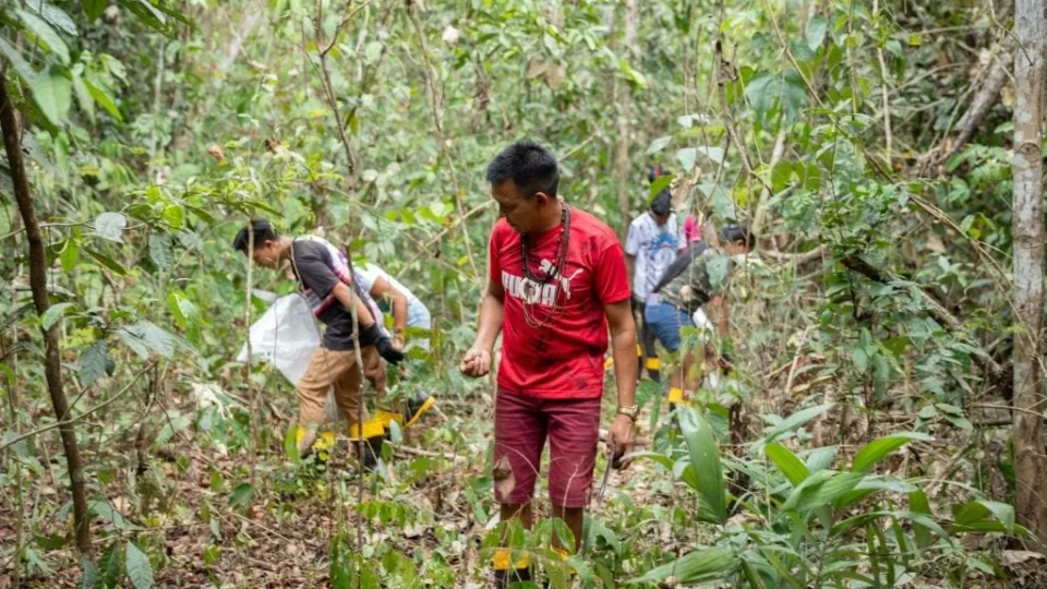 Redes de sementes impulsionam restauração florestal no Brasil