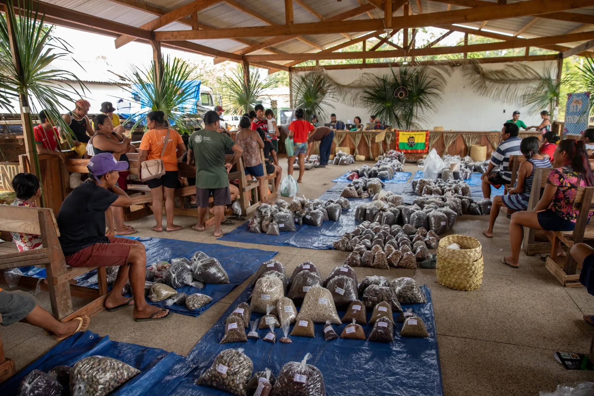 Sacos de sementes reunidas no centro comunitário da aldeia Kyowã, no território Karitiana, onde são pesadas e etiquetadas. Apesar dos esforços dos povos indígenas para entrar nesse mercado, a demanda por sementes nativas ainda é baixa (Imagem: Jonathan Molino / Ecoporé)