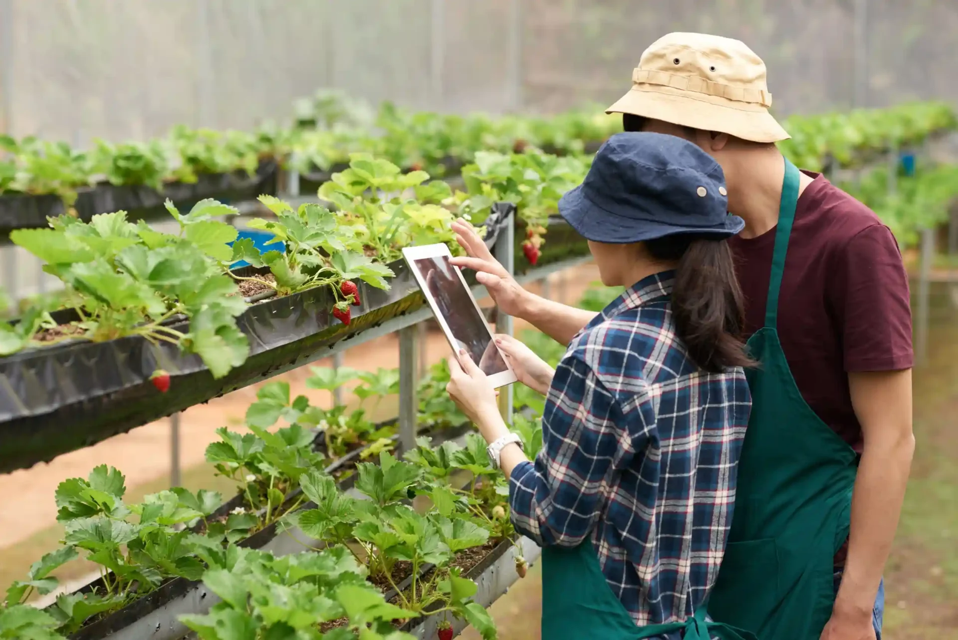 Um exemplo forte é a agricultura de precisão na Holanda, onde estufas de alta tecnologia utilizam sensores, inteligência artificial e sistemas de irrigação inteligente para controlar luz, temperatura e nutrientes. Imagem: Partner Consulting