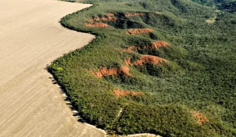 Dossiê denuncia ecogenocídio no Cerrado com conivência do Estado e avanço do agronegócio