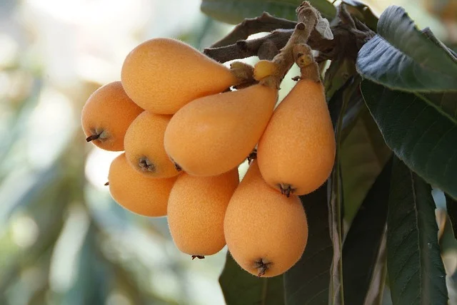 fruta
