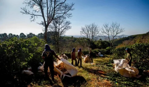 Maior cooperativa de café do país é ligada a novos casos de trabalho escravo