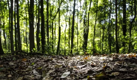 Produção florestal do país cresce 16,7% e chega a R$ 44,3 bi em 2024