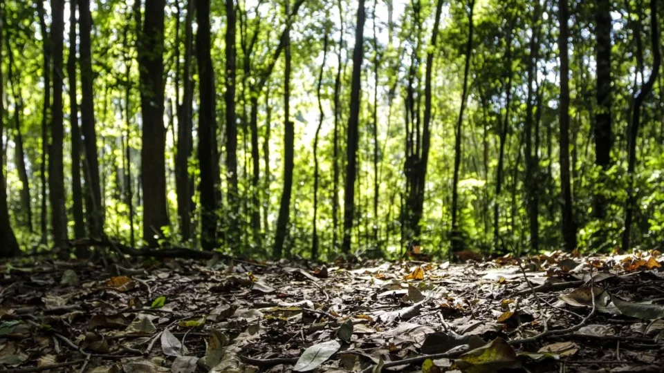 Produção florestal do país cresce 16,7% e chega a R$ 44,3 bi em 2024