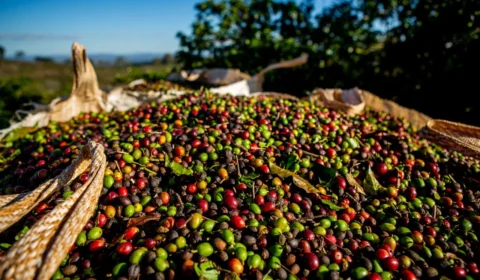 Apesar do recuo em setembro, preço do café deve subir até 15% nos supermercados